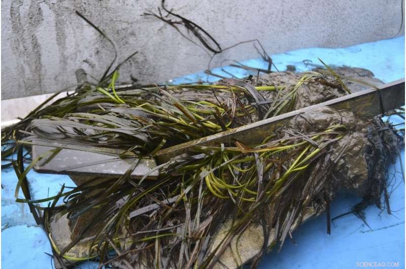Scientists Battle Coastal Pollution to Protect Seagrass Ecosystems