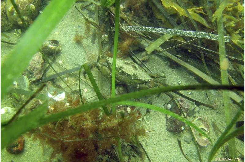 Scientists Battle Coastal Pollution to Protect Seagrass Ecosystems