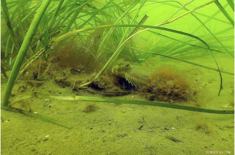 Scientists Battle Coastal Pollution to Protect Seagrass Ecosystems
