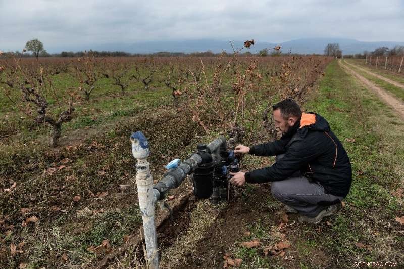 Greek Vineyards Turn to Traditional Methods to Combat Climate Change