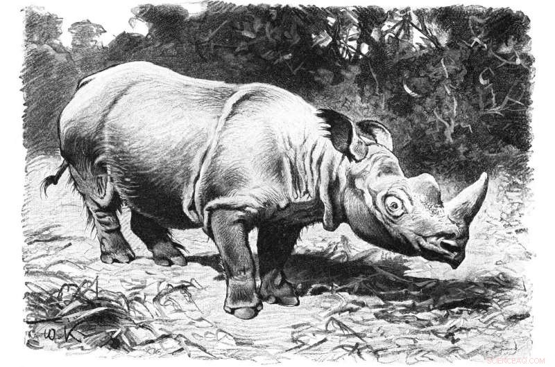 How Cultural Change Led to Widespread Decline of China’s Large Mammals Over Millennia