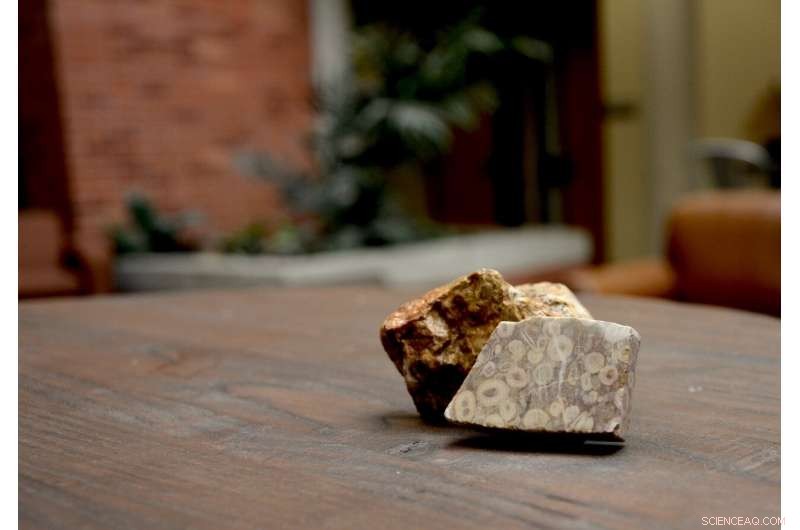 Scientists Reveal How 300-Million-Year-Old Atmospheric Dust Shaped Marine Life