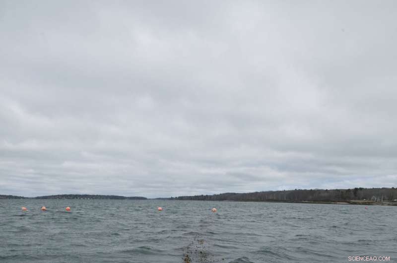 Can Seaweed‑Fed Cattle Reduce Emissions? Exploring a Sustainable Feed Solution