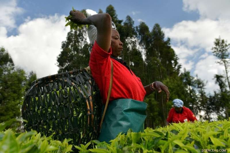 Kenya s Tea Producers Adapt as Prices Drop