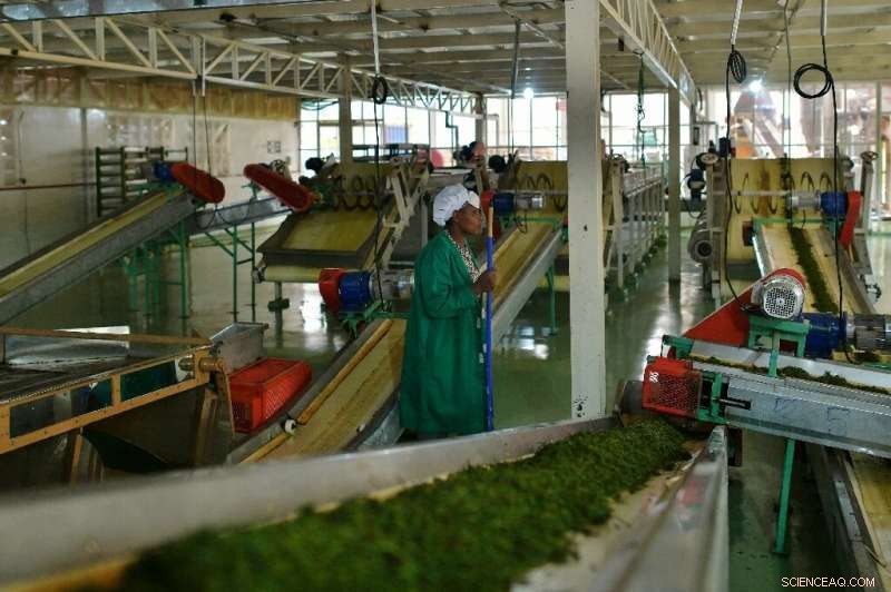 Kenya s Tea Producers Adapt as Prices Drop