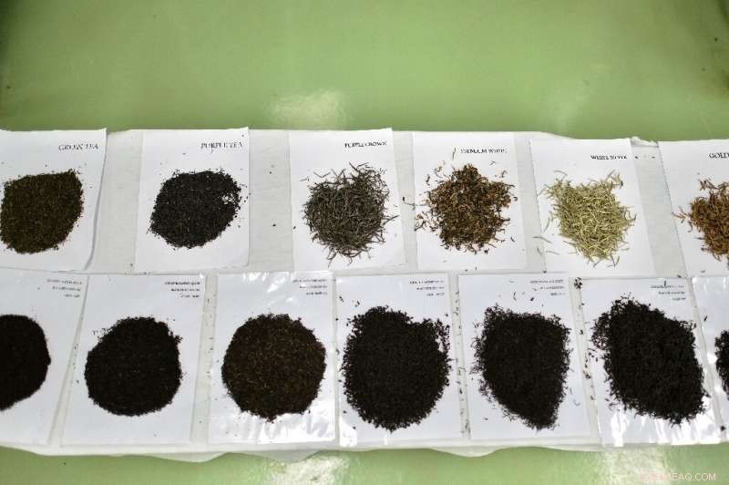 Kenya s Tea Producers Adapt as Prices Drop