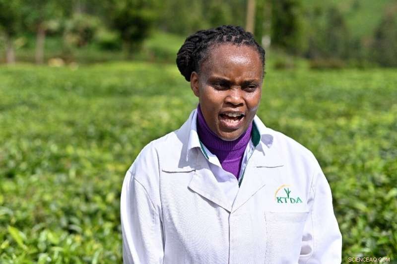Kenya s Tea Producers Adapt as Prices Drop