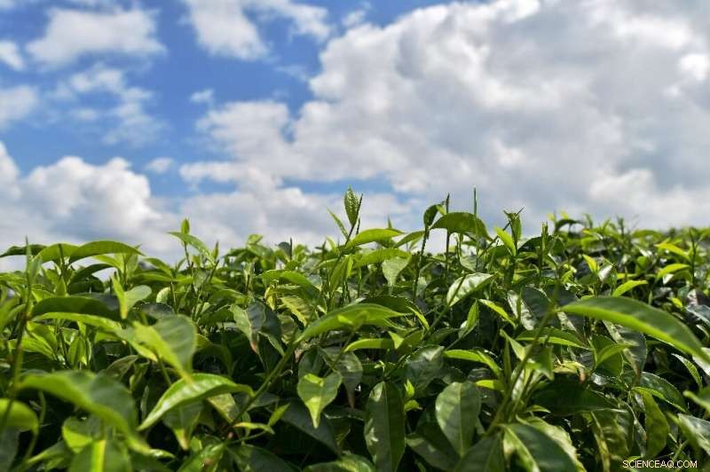 Kenya s Tea Producers Adapt as Prices Drop