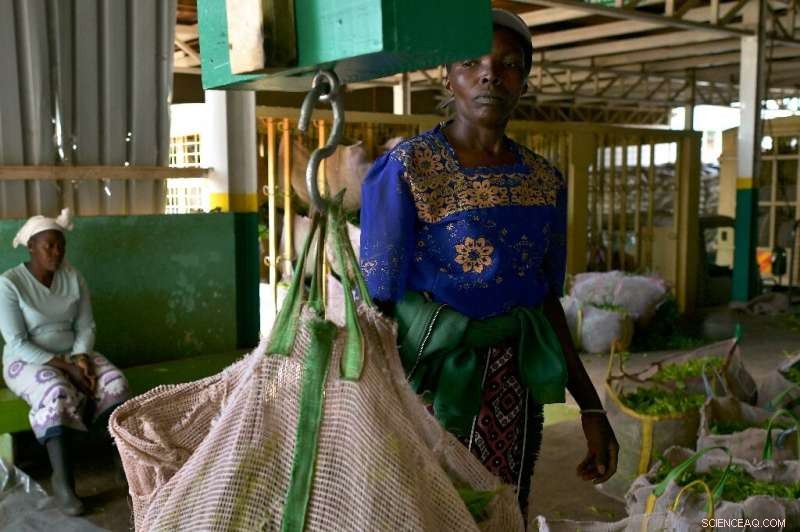 Kenya s Tea Producers Adapt as Prices Drop