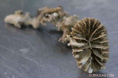 How Wind Shapes Southern Ocean Circulation and CO2 Levels