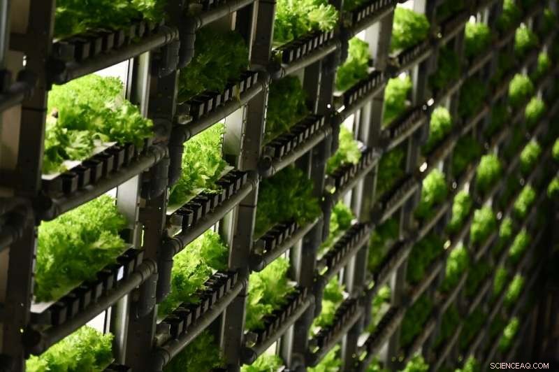 Vertical Farming Grows in Japan to Meet Aging Population and Urban Migration Challenges