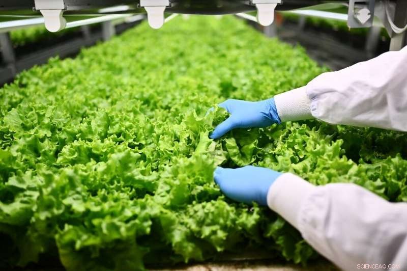 Vertical Farming Grows in Japan to Meet Aging Population and Urban Migration Challenges