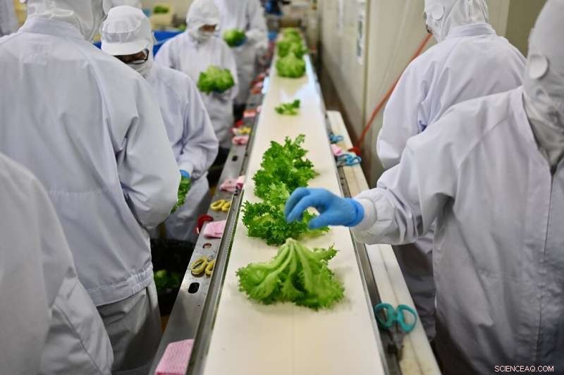 Vertical Farming Grows in Japan to Meet Aging Population and Urban Migration Challenges