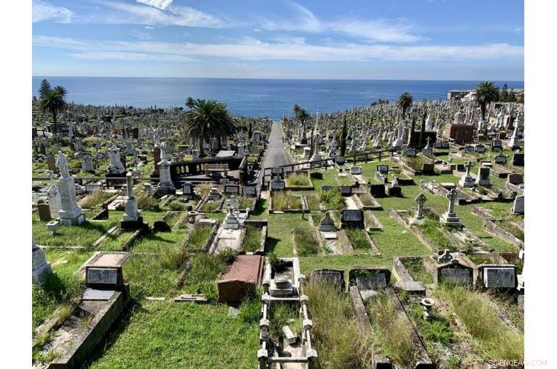 Eco-Friendly Burial: Turning Ashes into Compost in Just 4 Weeks