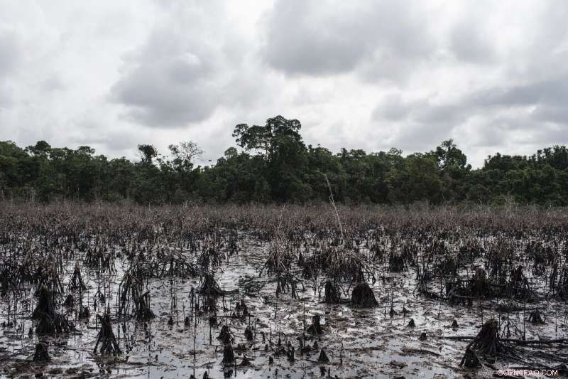Oil Spills Devastate Nigerian Communities, Straining Livelihoods and Ecosystems