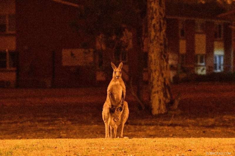 Australia’s Wildfires Threaten Decades of Wildlife Recovery