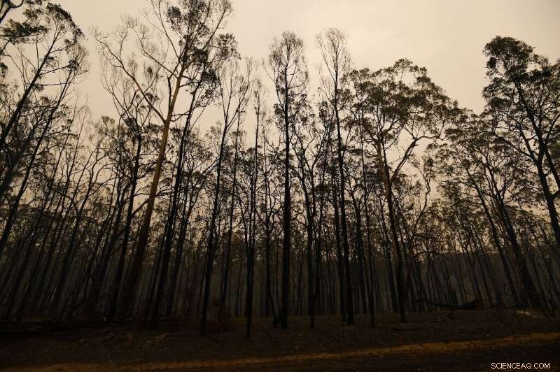 Australia’s Wildfires Threaten Decades of Wildlife Recovery