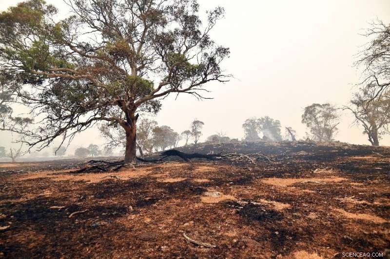 Australian Troops Mobilized to Combat Wildfires Across Three States After Devastating Weekend