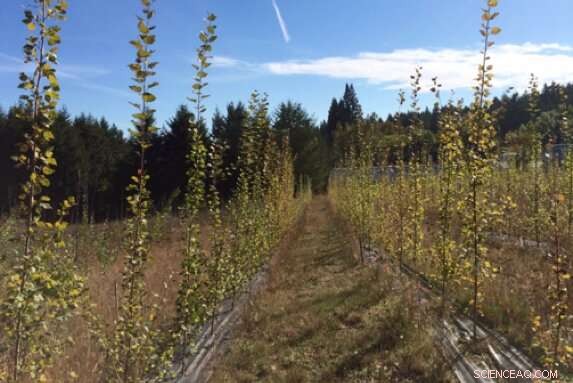 Genetically Modified Poplars Show No Harm to Air Quality and Match Growth of Wild-Type Trees