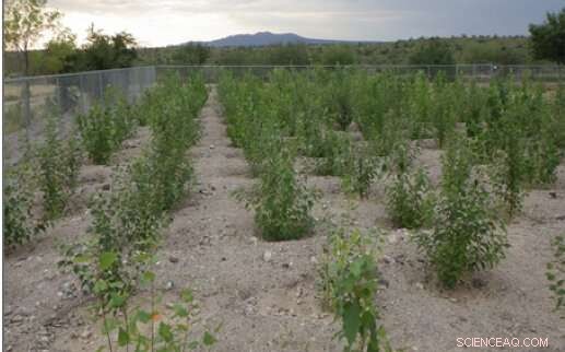 Genetically Modified Poplars Show No Harm to Air Quality and Match Growth of Wild-Type Trees