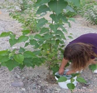 Genetically Modified Poplars Show No Harm to Air Quality and Match Growth of Wild-Type Trees