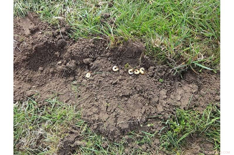 Unveiling How Trees and Doodlebugs Emit Methane