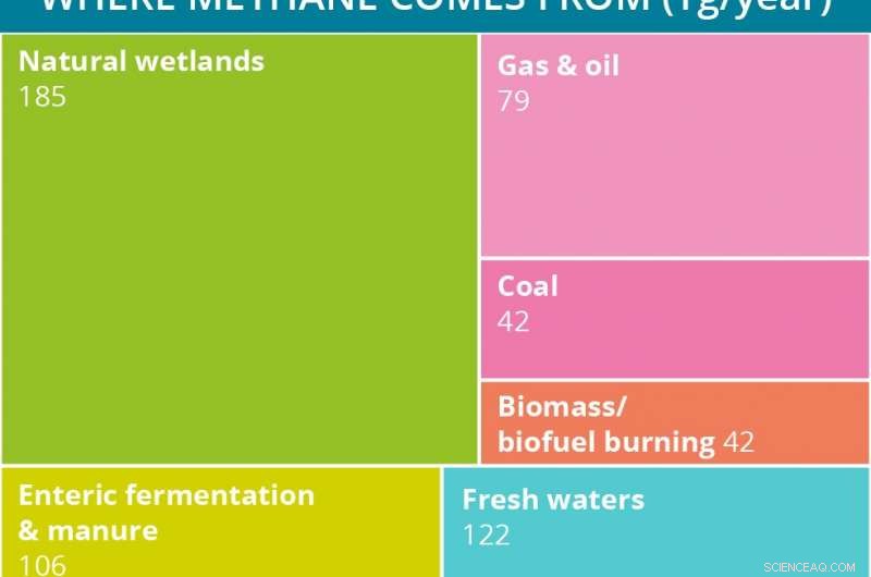 Unveiling How Trees and Doodlebugs Emit Methane