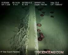 Gelatinous Zooplankton Plays a Crucial Role in Marine Carbon Transport