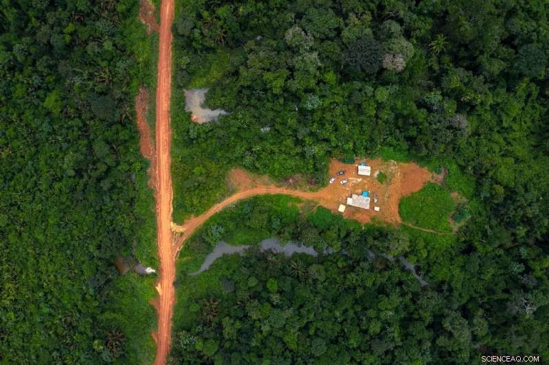 Indigenous Communities Play a Critical Role in Protecting Endangered Forests