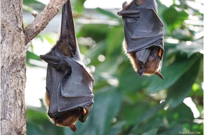 Bat Guano Reveals Past Climate and Vegetation Shifts