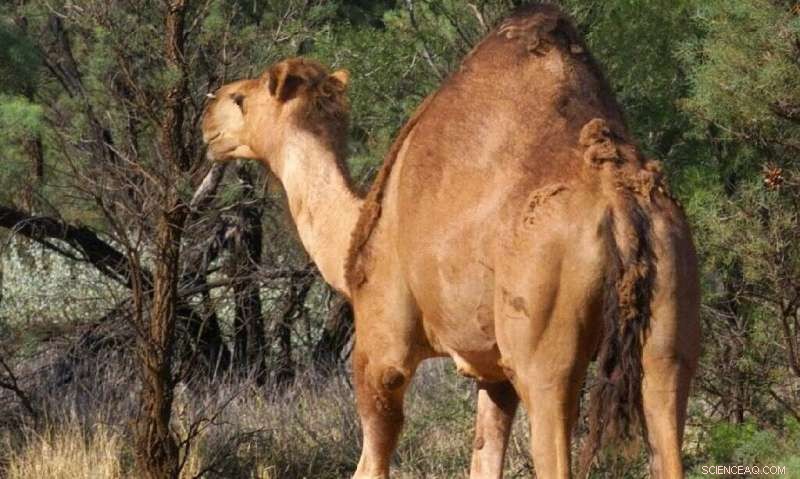 Snipers Deploy to Cull Up to 10,000 Camels Amid Australian Drought