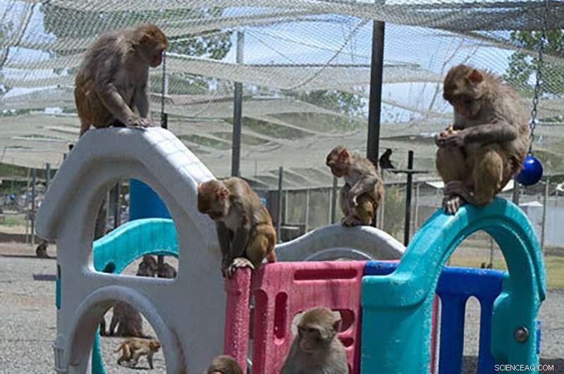 Rising Wildfires Intensify Smoke, Heightening Health Concerns