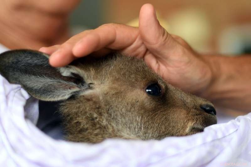 Bushfires Threaten Australian Wildlife: Extinction Looms