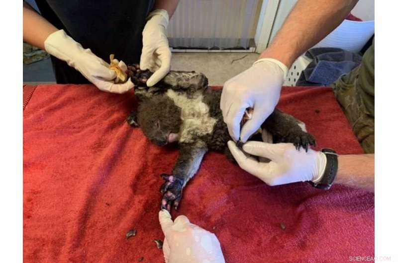 Bushfires Threaten Australian Wildlife: Extinction Looms