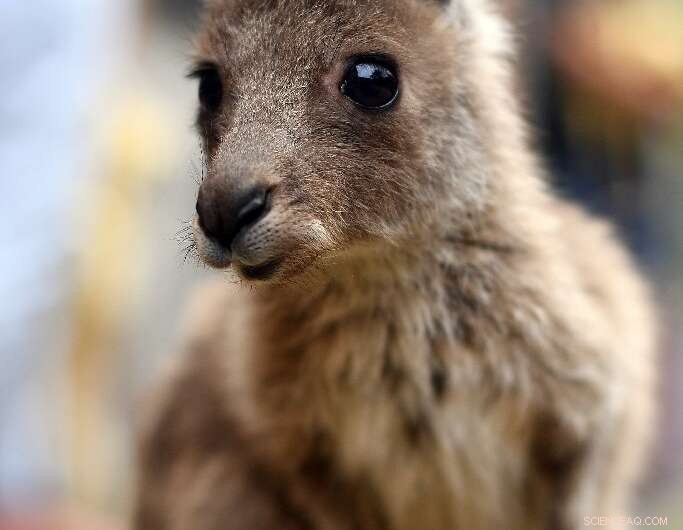Bushfires Threaten Australian Wildlife: Extinction Looms