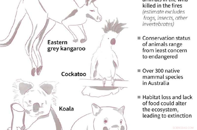 Bushfires Threaten Australian Wildlife: Extinction Looms