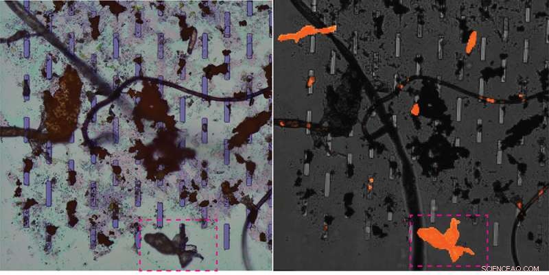 Microplastic Detection: A Crucial First Step in Assessing Environmental Impact