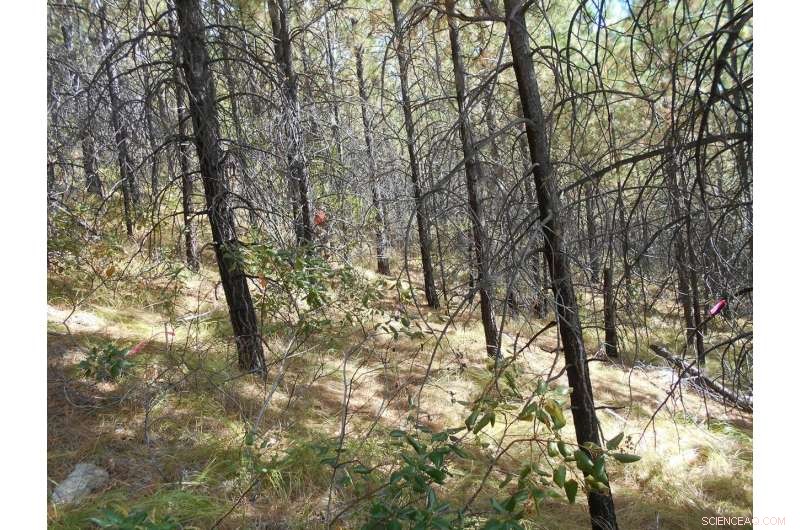 Long-Term Water Level Impacts of Wildfire Response: 40 Years Ahead