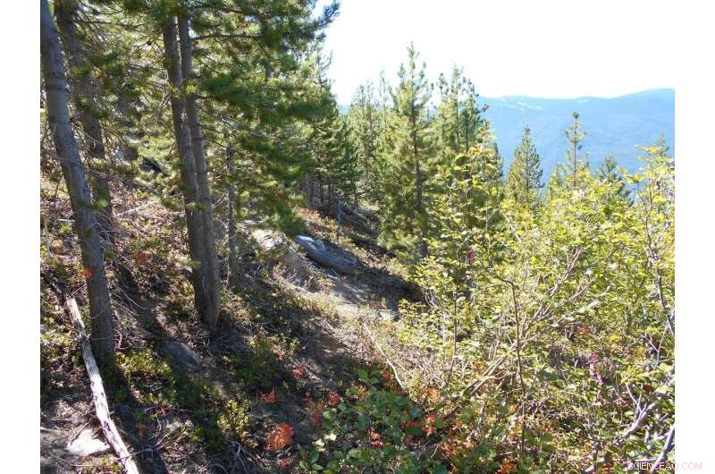 Long-Term Water Level Impacts of Wildfire Response: 40 Years Ahead