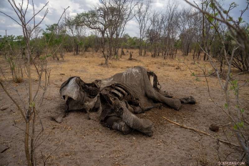Drought Fuels Human‑Wildlife Conflict in Zimbabwe