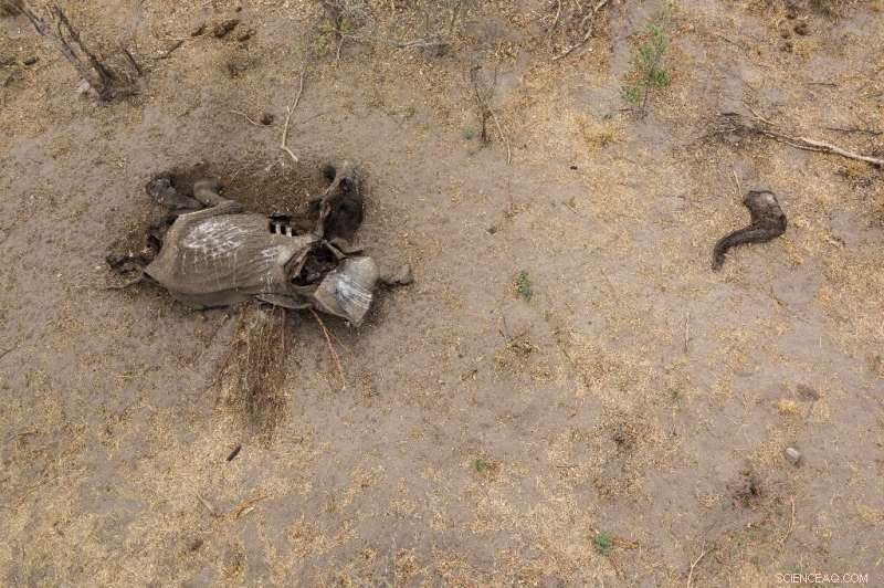 Drought Fuels Human‑Wildlife Conflict in Zimbabwe