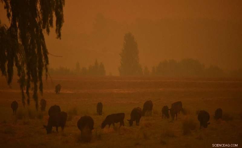 Australia Bushfires Still Struggle as Rain Offers Brief Relief