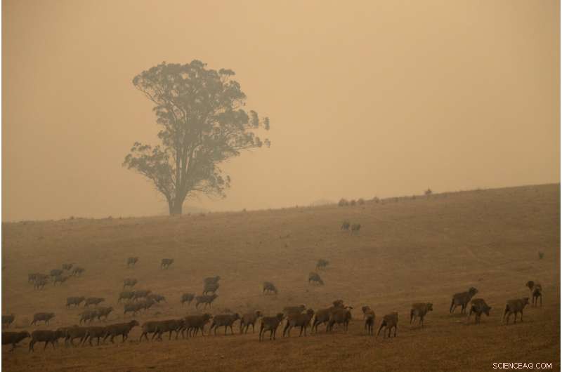 Two Australian Wildfires Merge into Massive Inferno, Injuring a Man