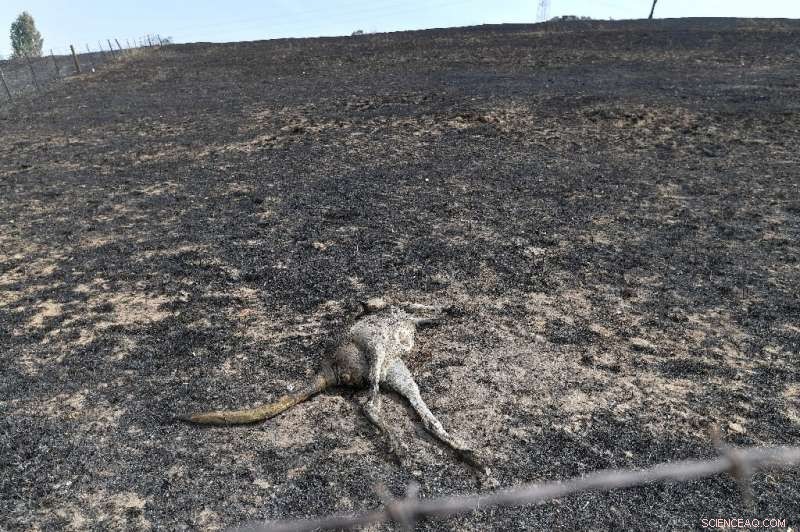 Sydney Megablaze Contained, Firefighters Gain Control Over Australia s Largest Fire