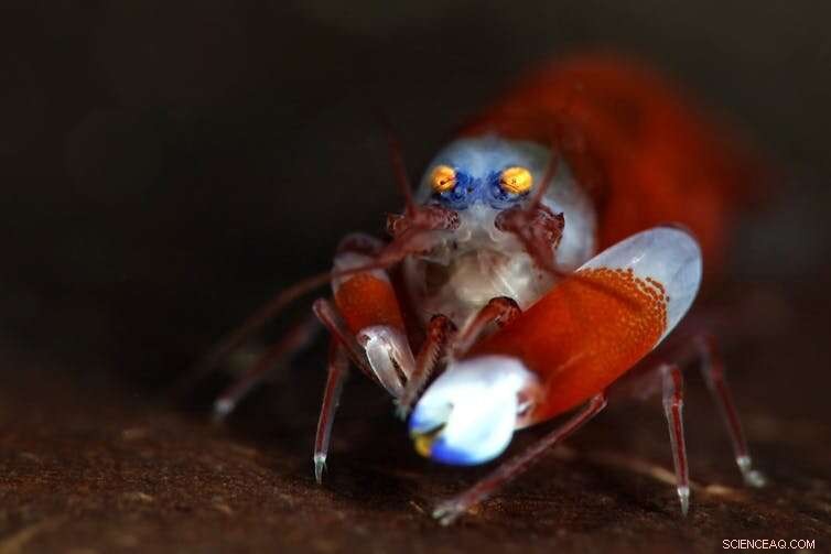 Could an Underwater Soundscape Restore Coral Reefs?