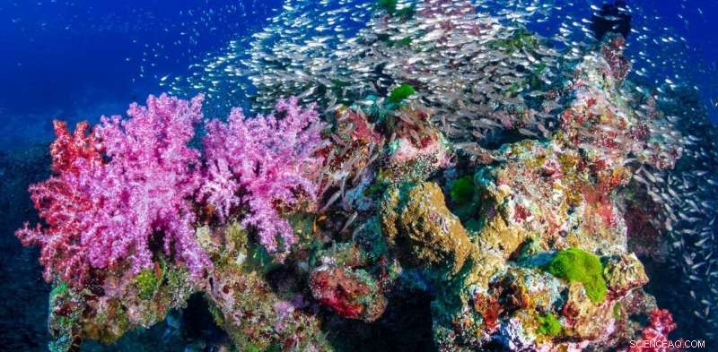 Could an Underwater Soundscape Restore Coral Reefs?