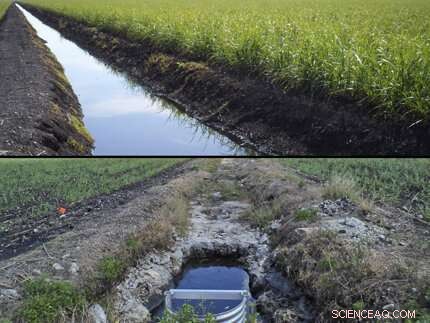 Investigating Whether Climate Change Causes Sinking Soils in the Everglades