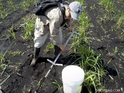 Investigating Whether Climate Change Causes Sinking Soils in the Everglades