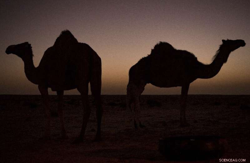 Australia Culls 5,000 Feral Camels Amid Drought to Protect Ecosystems