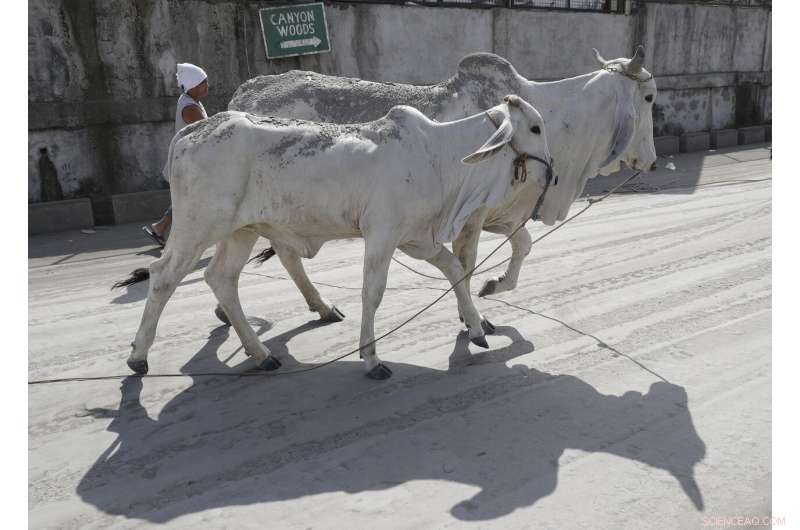 Taal Volcano Shakes Intensely, Erupts Lava Plumes Half-Mile High